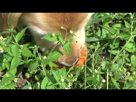 2022/9/24 ビスが我が家に来て１年経過のコハクとビスで秋の散歩。　イブキは居くても元気でやってるよ。 サムネイル