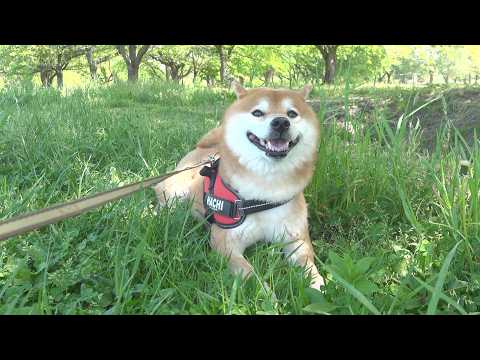 生まれて初めて男ふたり旅をしたら柴犬が動かなくなりました サムネイル