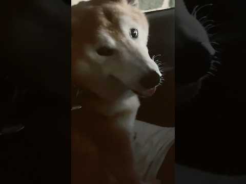 柴犬福 姉の前で立てこもり発動しそうな時の柴犬🤣Sister and Shiba🤣姉と柴 shorts funny f… サムネイル