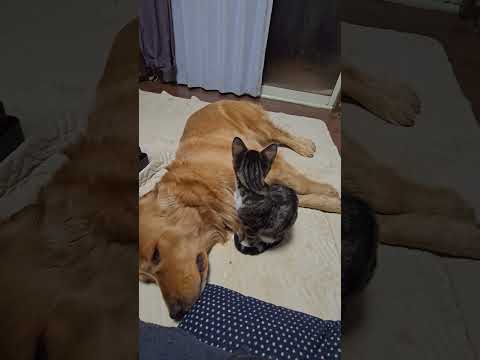 若いゴールデンレトリバーと若い猫。キビは遊びたいけど起きないゴールデンレトリバー ゴールデンレトリバー 子ネコ 子ネコ… サムネイル