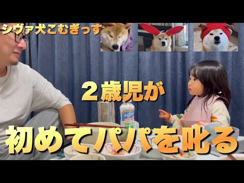 １年前まで歩けなかった娘が、今はパパを叱るまでに成長。柴犬こむぎ サムネイル