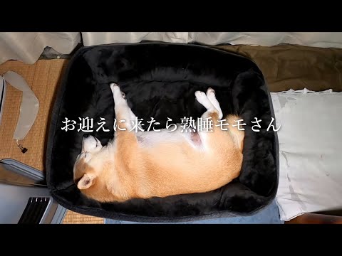 熟睡モモさんをベッドからベッドへ サムネイル