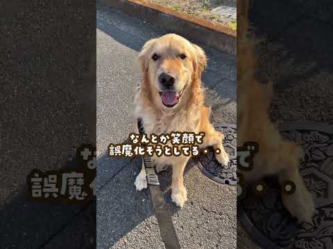 作り笑いすなゴールデンレトリバー 大型犬のいる生活 大型犬と子供 goldenretriever サムネイル