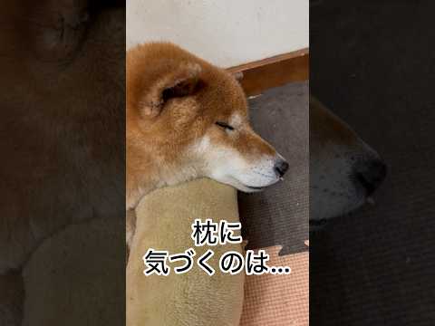 ’26.1.13 力丸の寝落ちと枕… 柴犬 shibainu 柴犬のいる暮らし 柴犬の日常 寝顔 眠い犬 力丸 サムネイル