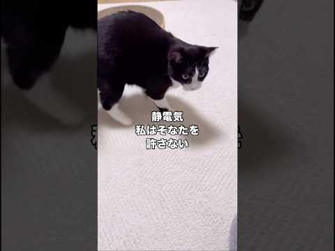 人馴れ修行中に起きた静電気のせいで久しぶりに流血した 保護猫 野良猫 ハチワレ shorts サムネイル