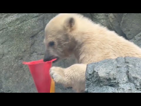 赤ちゃんグマのモモ太くん　おもちゃで遊ぶ❣️ ホッキョクグマ　男鹿水族館Gao 2026年4月30日 サムネイル