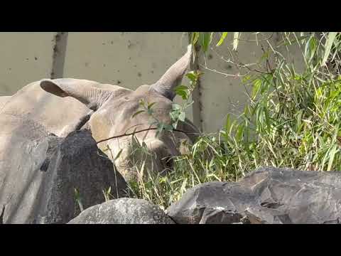 ニルギリさん　インドサイ　東山動植物園にて　2026年3月13日 サムネイル