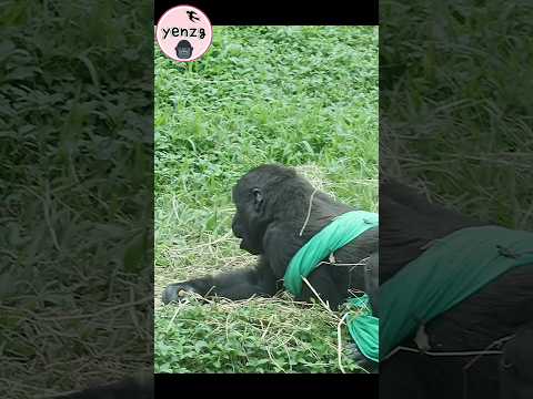 gorilla Ringo聰明可愛地保住餅乾😆 gorillatag taipeizoo 金剛猩猩 台北市立動物園 サムネイル