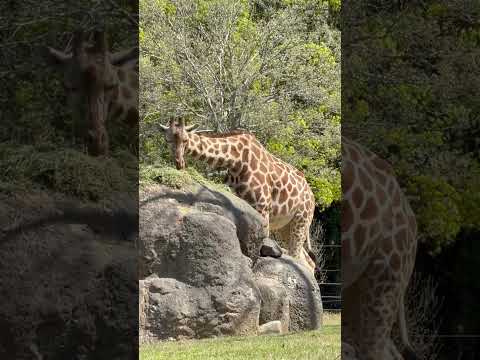 shorts モグモグ キリンさん🦒　のんほいパークにて　2026年4月3日 サムネイル