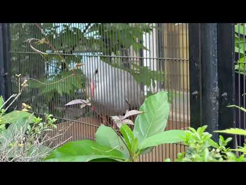 カグーガイド　野毛山動物園にて　2026年5月10日 サムネイル