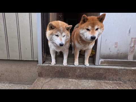 お散歩に呼んだのに！ギリギリ屋内な境界線で踏みとどまる似たもの親子！