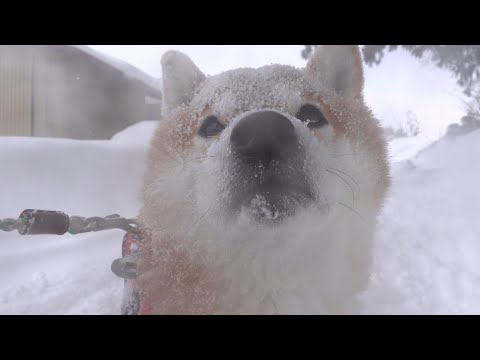 最強寒波到来！？柴犬は吹雪に包まれて… サムネイル