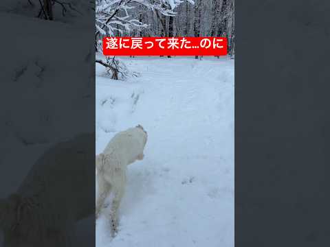 【感動からの絶望】5ヶ月グレートピレニーズ、ついに呼び戻し成功…と思ったshorts ゴールデンレトリバー グレートピ… サムネイル