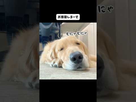 冬の日ルーティン 大型犬 ゴールデンレトリバー サムネイル