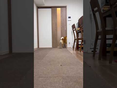 見守りの、その後… 柴犬　柴犬とん サムネイル