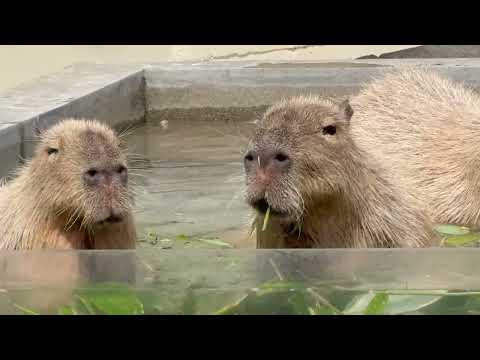 カピバラきょうだい入場〜　カピバラの湯っこ　大森山動物園にて　2026年4月29日 サムネイル