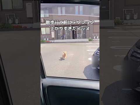 テンション上がりすぎて車に激突するトイプー トイプードル トイプー shorts