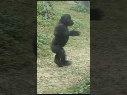 gorilla Ringo跑跑跑拍胸好多下太可愛了😆 gorillatag taipeizoo 金剛猩猩 台北市立動物園 サムネイル