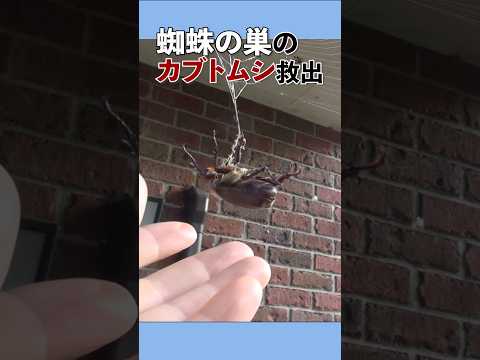 蜘蛛の巣にかかったカブトムシの救出 A rhinoceros beetle caught in a spiderweb…