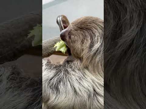 shorts 赤ちゃんのお顔ちょっと見えた〜！　マロロさんとロイちゃん　フタユビナマケモノ　那須どうぶつ王国にて　20…