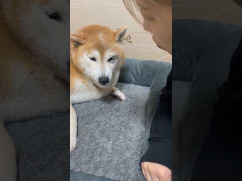 柴犬福 器物損壊罪が永遠に言えない姉にブチギレる柴犬🤣Sis and Shiba🤣姉と柴 shorts japanes… サムネイル