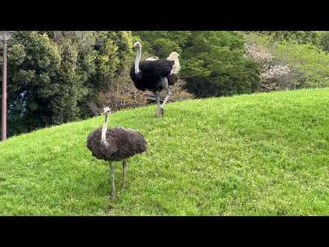 ホオジロカンムリヅルに追われ（？)瞳ちゃんと翼くんの鬼ごっこ開始⁈  ダチョウ　千葉市動物公園にて　2026年4月18日