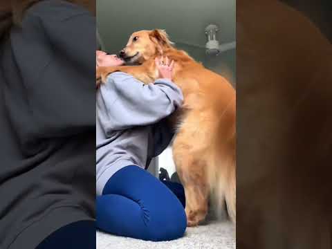 coming home to my golden retriever❤️india retreiver dog pup… サムネイル