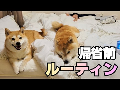 【実家帰省】２歳の娘＆柴犬たちとドタバタ１週間 サムネイル