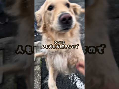 大型犬のお散歩の現実 ゴールデンレトリバー 大型犬のいる生活 goldenretreiver サムネイル