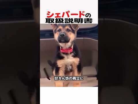 シェパードの取扱説明書　シェパード  大型犬のいる生活 大型犬のいる暮らし 犬好きさんと繋がりたい 元気お届け サムネイル