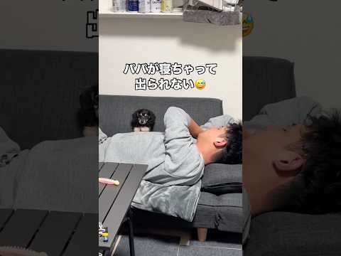 パパがソファで爆睡をこいてしまい挟まったまま出られない犬 ミニチュアダックスフンド ダックス ダックスフンド shor… サムネイル