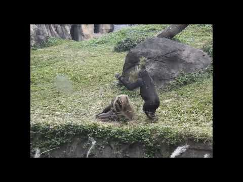 little gorilla brothers Jabali 5y2m old & Ringo 4y7m old. s… サムネイル