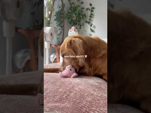 4K Transparent Try-On Haul In this stylish 2025 lookbook we… サムネイル