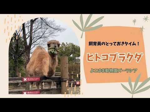 【よこはま動物園ズーラシア】ヒトコブラクダのソフィー✨飼育員のとっておきタイム！ サムネイル