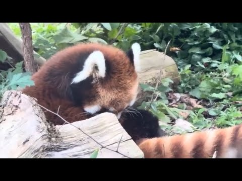 過去出し　エイタくん レッサーパンダ　円山動物園 サムネイル
