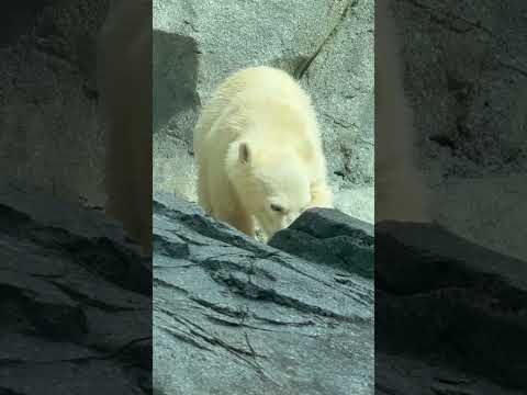 shorts モモ太くん モモちゃんママと仲良くモグモグ 中〜　  ホッキョクグマの親子　男鹿水族館GAOにて　202… サムネイル