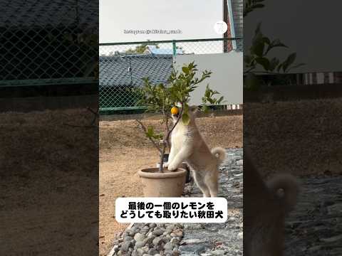 最後の一個のレモンをどうしても取りたい秋田犬　　子犬　秋田犬　犬　かわいい 犬のいる暮らし サムネイル