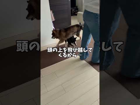 【襲われない】10年の歳月で見つけた黒柴の安息の地とは・・・