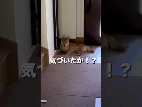 柴犬とん君のママ帰宅　柴犬　柴犬とん