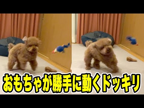 おもちゃが勝手に動くドッキリをしたらまさかの反応だったw【トイプードル】 サムネイル