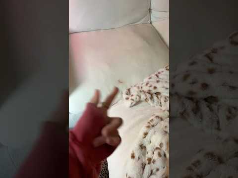 coming home to my golden retriever🥵goldenretreivers dog pup… サムネイル