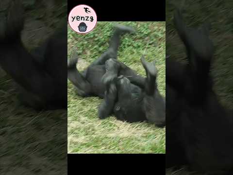 gorilla cute flip 😆 taipeizoo 金剛猩猩 台北市立動物園 funnyanimals cut…