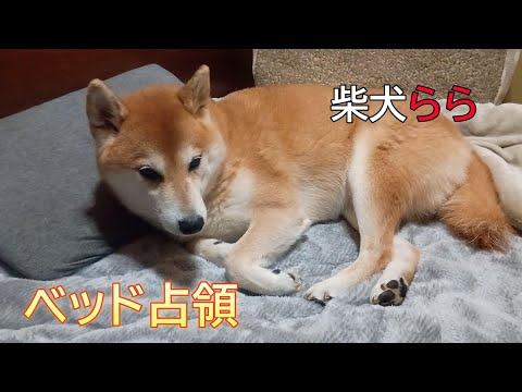 ベッド占領 サムネイル