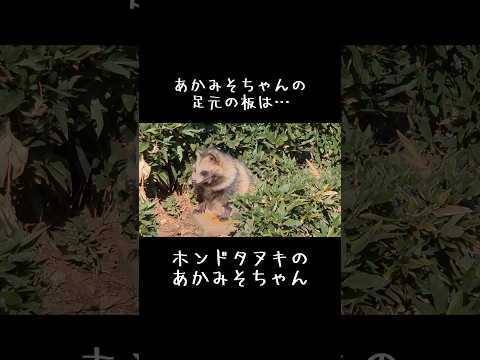タヌキのあかみそちゃんと… 東武動物公園 動物 癒し かわいい animals タヌキ あかみそ　日向ぼっこ サムネイル
