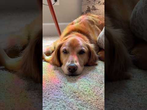 coming home to my golden retriever🥵 goldenretreiver dog ind… サムネイル