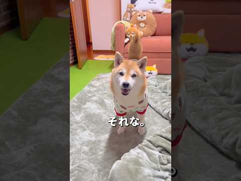 それぞれの時間🐶🐾柴犬 チワワ shorts サムネイル
