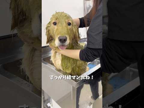 ファーストトリミングに行ってきました！！とってもかわいいので動画見てください❤️ゴールデンレトリバー 犬と2人暮らし サムネイル