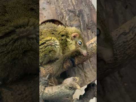 shorts 日本でただ1頭　コモンツヴァイ　上野動物園　2026年2月6日 サムネイル