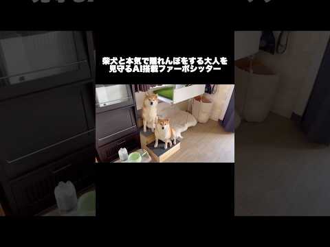 柴犬と本気で隠れんぼをする大人を見守るAI搭載ファーボシッター 柴犬 shibainu shorts サムネイル