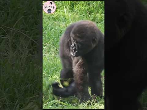 cute gorilla 💕😆 gorillatag taipeizoo 金剛猩猩 台北市立動物園 funny sho…